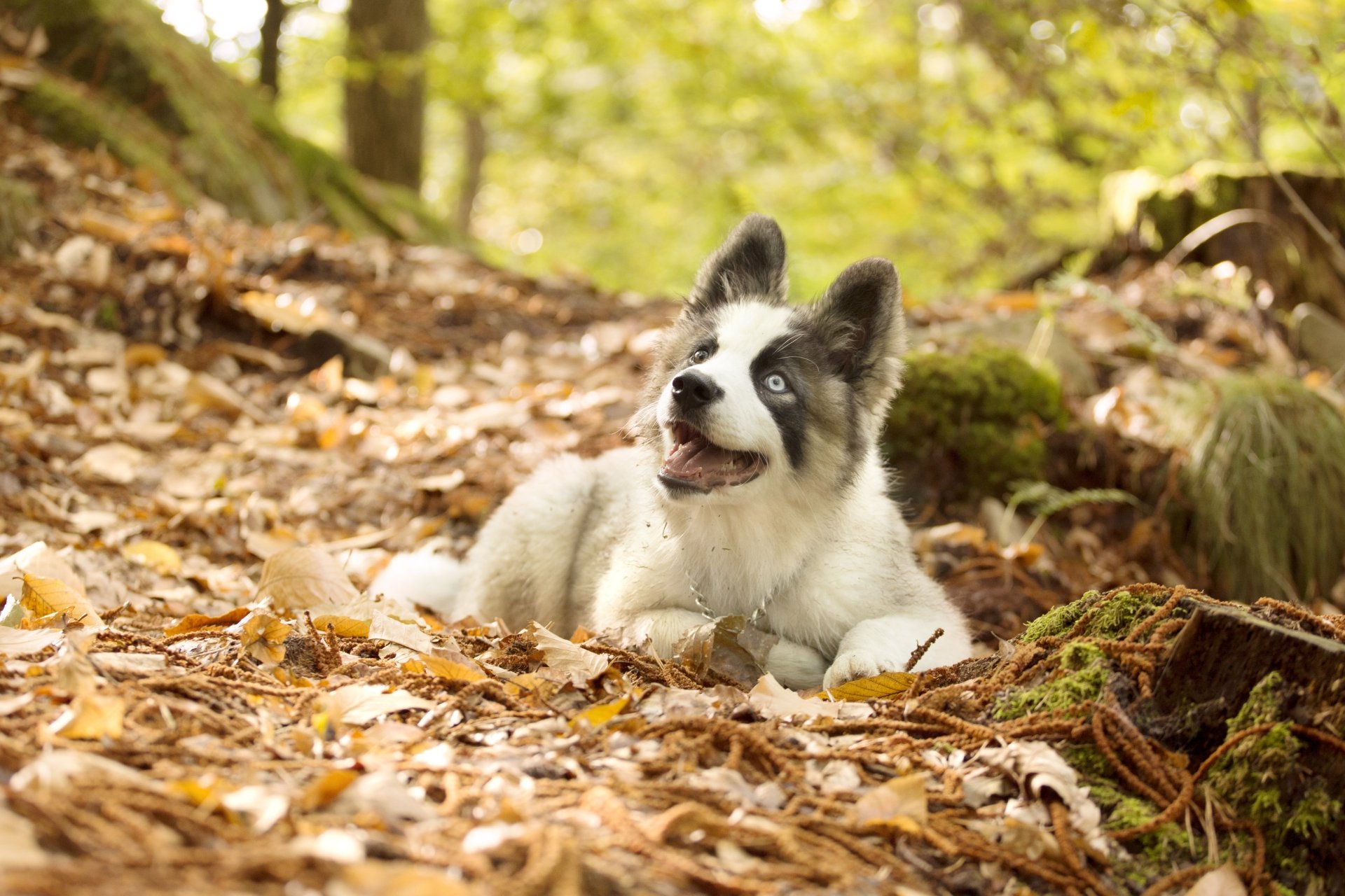 Yakutian Laika dog resting on a leaf-strewn forest floor, smiling amid mossy roots — 4K Ultra HD PC desktop wallpaper/background.