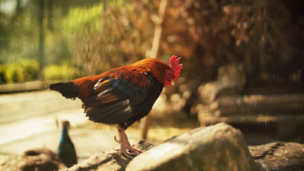 Animal rooster HD Desktop Wallpaper | Background Image