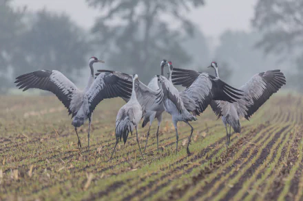 A group of cranes with wings spread standing in a field, captured in sharp detail for an HD PC desktop wallpaper featuring birds and nature.