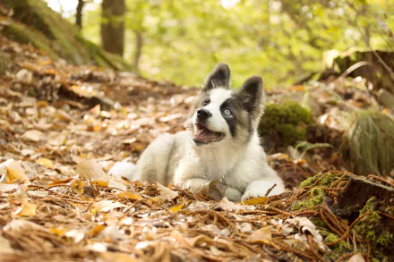 Yakutian Laika dog resting on a leaf-strewn forest floor, smiling amid mossy roots — 4K Ultra HD PC desktop wallpaper/background.