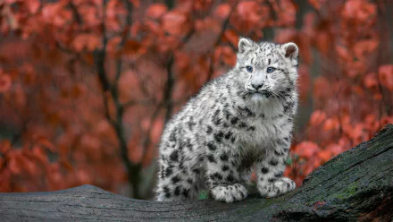 A snow leopard cub stands on a log, surrounded by vibrant autumn foliage, showcasing its striking spotted fur and bright blue eyes in this HD desktop wallpaper.