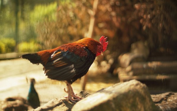Animal Rooster Birds Galliformes HD Wallpaper | Background Image
