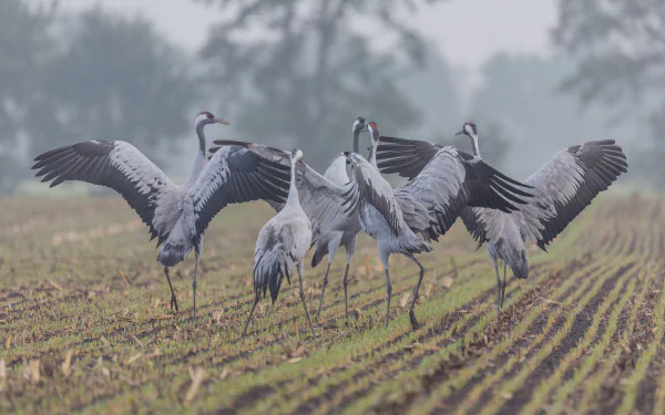  Common Crane (grus grus)