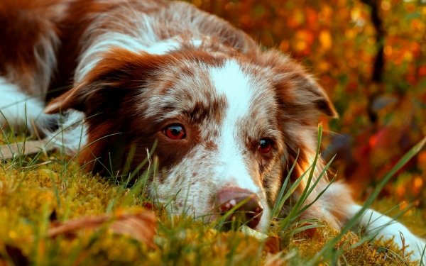 Animal Border Collie Dogs Dog Resting Muzzle HD Wallpaper | Background Image