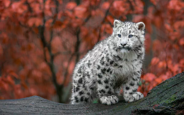 A snow leopard cub stands on a log, surrounded by vibrant autumn foliage, showcasing its striking spotted fur and bright blue eyes in this HD desktop wallpaper.