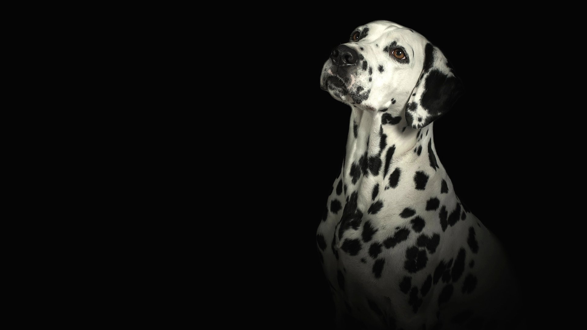 Download Portrait Dog Animal Dalmatian HD Wallpaper