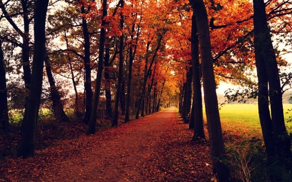 Man Made Road Tree Tree-Lined Fall Nature HD Wallpaper | Background Image