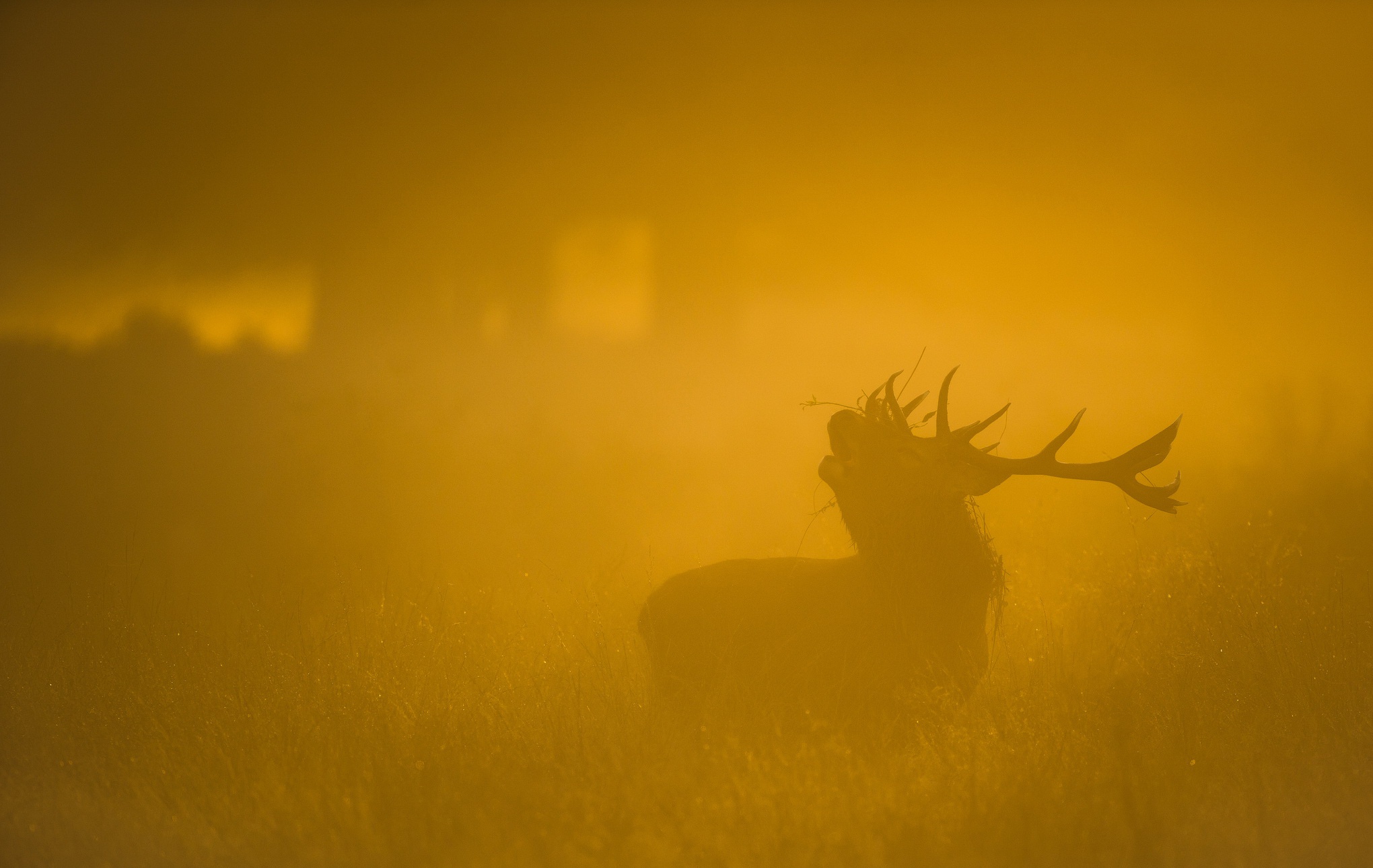 Download Fog Animal Deer HD Wallpaper