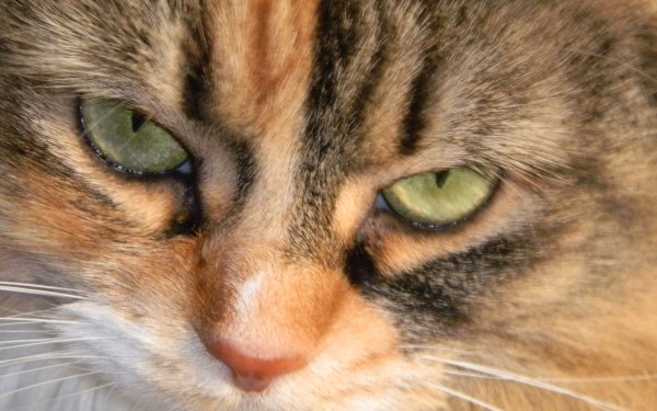 Animal Cat Cats HD Wallpaper | Background Image