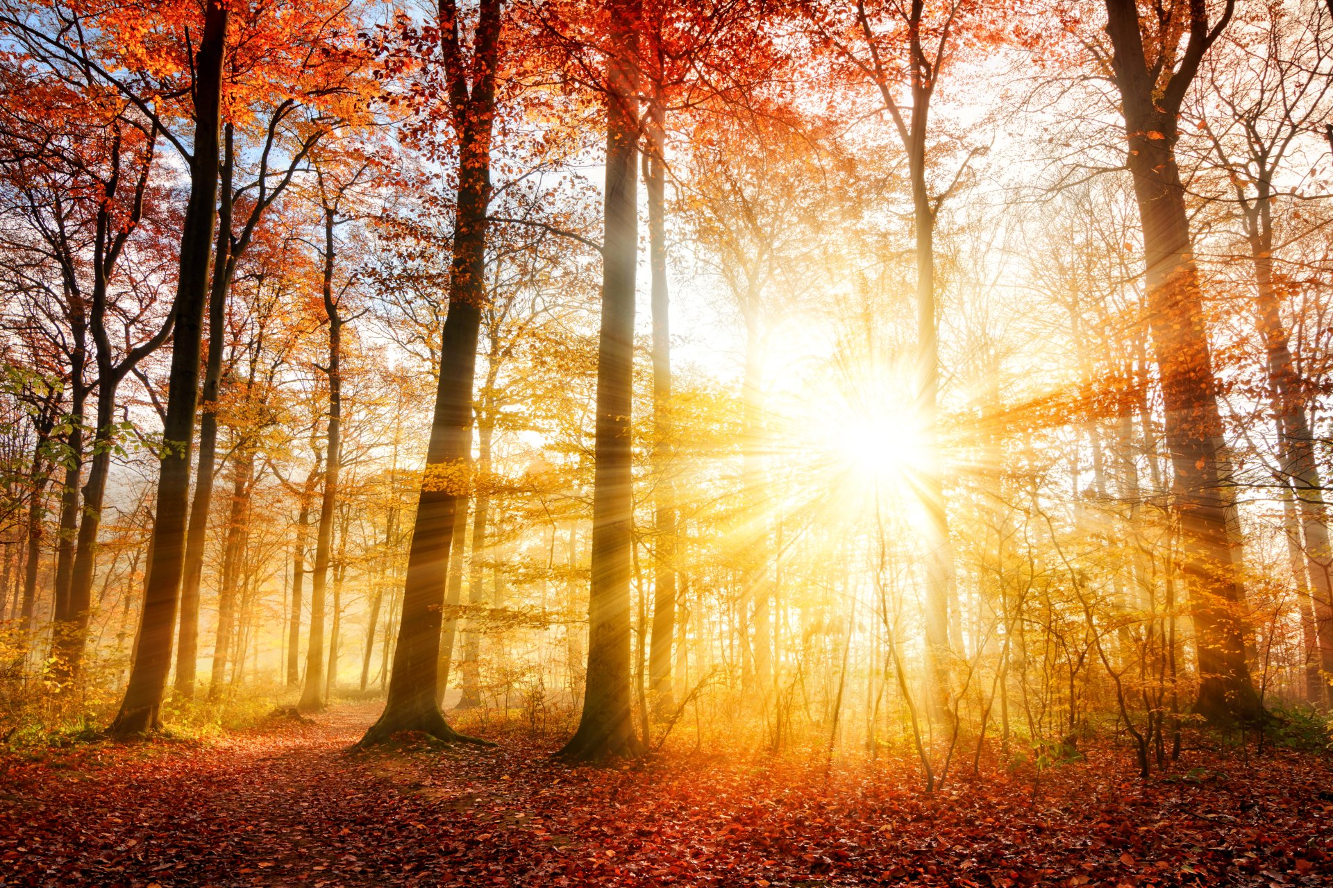 Download Sunshine Forest Tree Fall Nature Sunbeam 4k Ultra Hd Wallpaper 