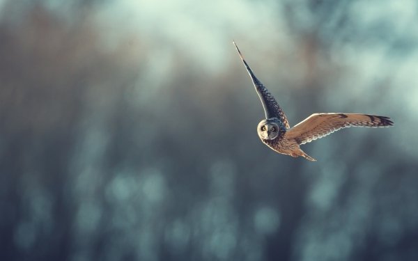 Animal Owl Birds Owls Bird HD Wallpaper | Background Image
