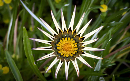  White Star Flower