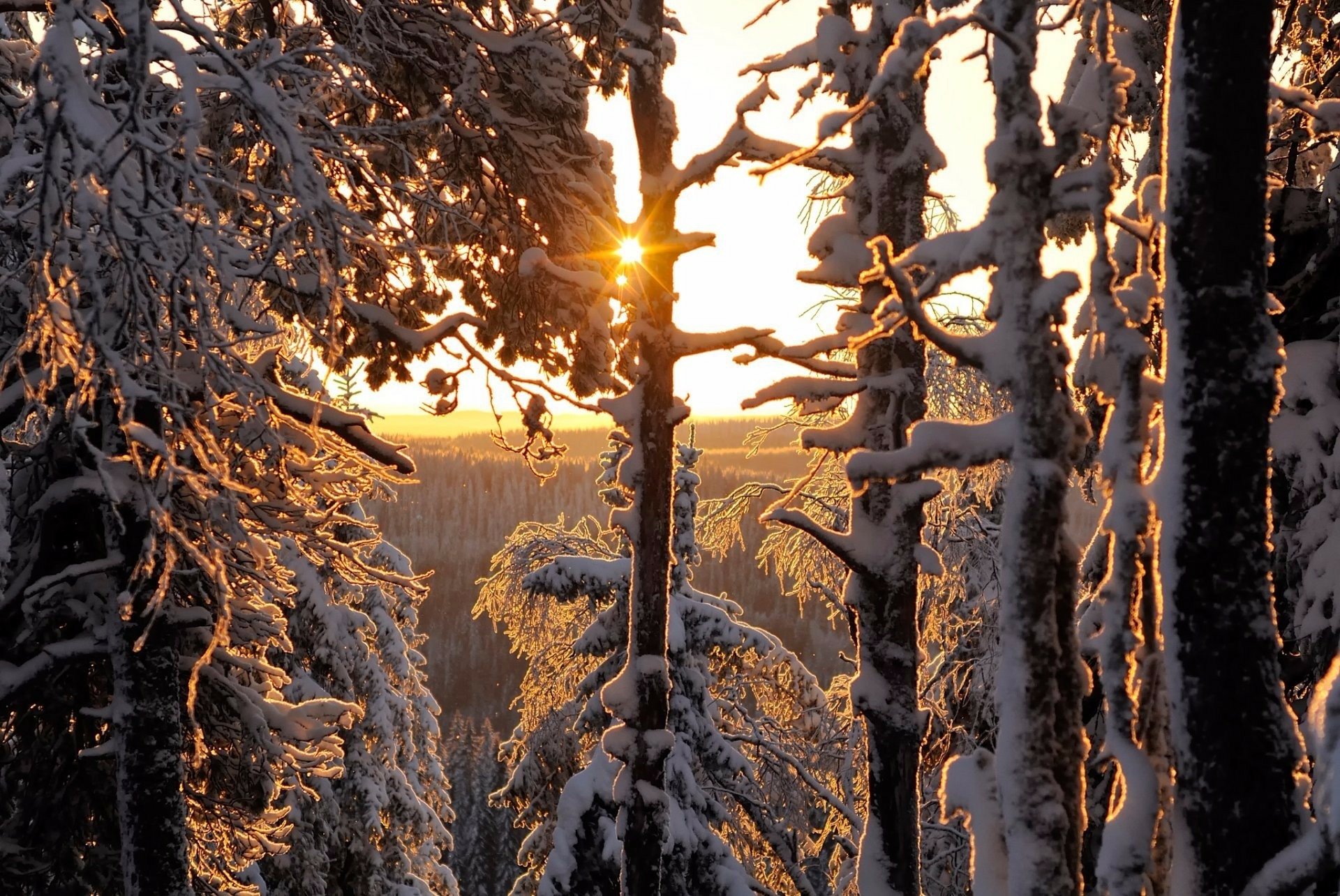 Download Sunset Sun Forest Snow Tree Nature Winter HD Wallpaper