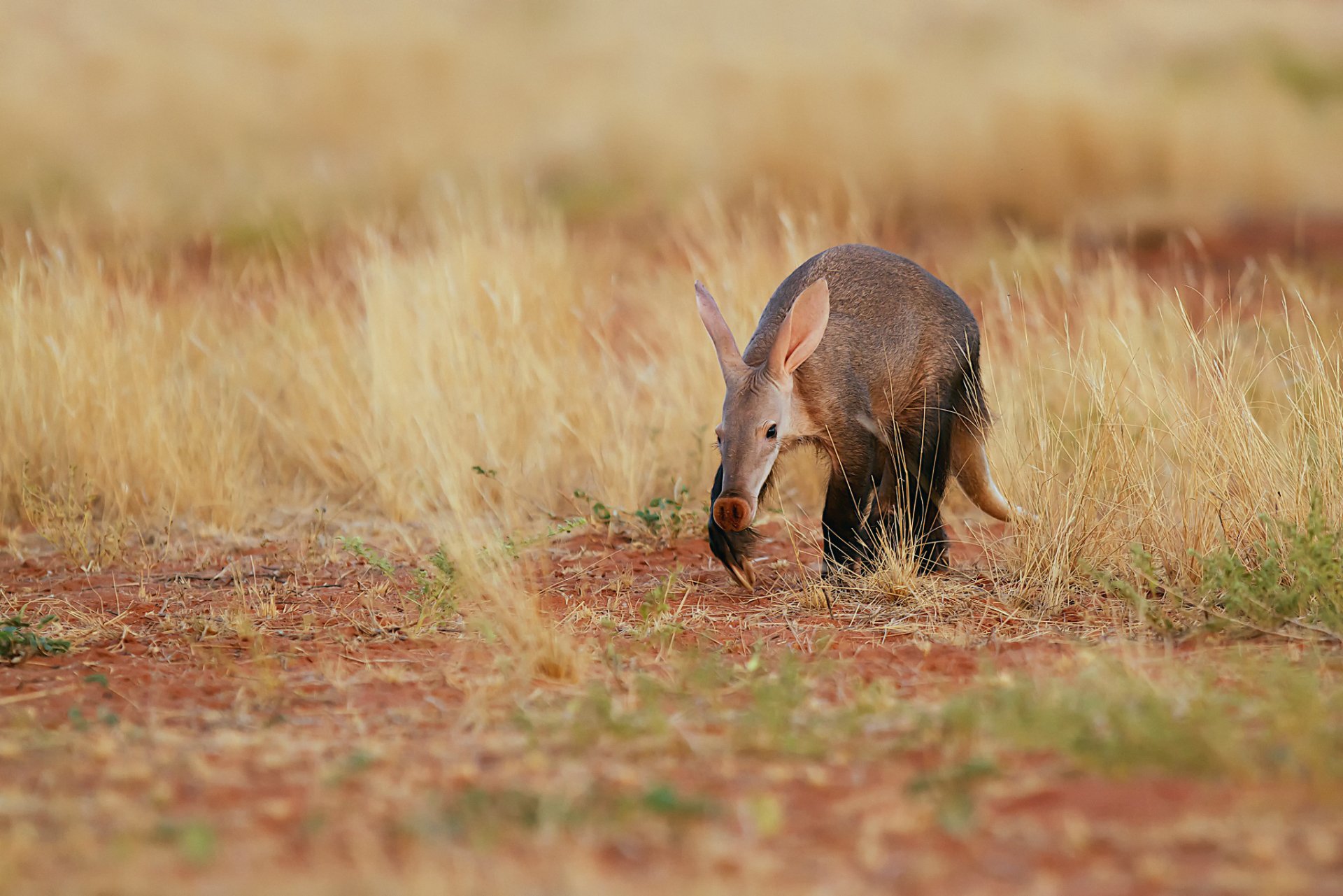 HD PC desktop wallpaper of an aardvark (animal) foraging in dry golden grassland, shown in sharp detail with warm tones.