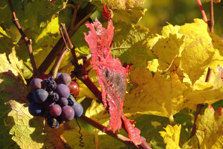 leaf food grapes HD Desktop Wallpaper | Background Image