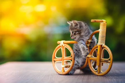 A cute kitten playfully sits on a miniature bicycle, surrounded by a vibrant background. This HD wallpaper captures the charm of baby animals in a delightful moment.