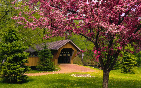 A vibrant pink blossom tree frames a charming man-made covered bridge in a lush spring landscape, captured in HD for a PC desktop wallpaper.