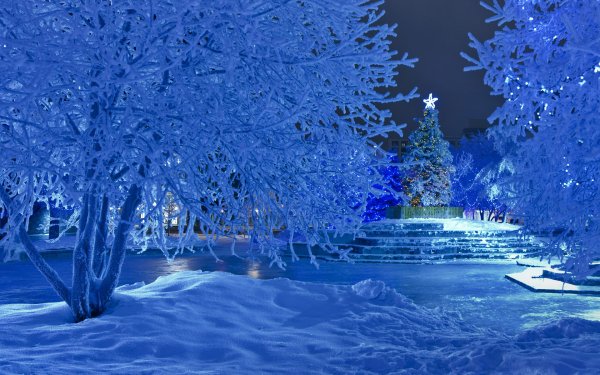 Vacances Noël Christmas Tree Snow Arbre Parc Lumière Bleu Fond d'écran HD | Image