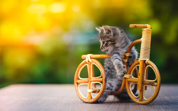 A cute kitten playfully sits on a miniature bicycle, surrounded by a vibrant background. This HD wallpaper captures the charm of baby animals in a delightful moment.