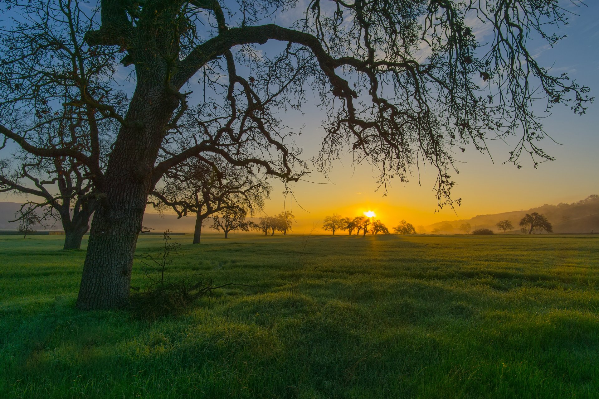 Download Landscape Grass Tree Nature Sunrise 4k Ultra HD Wallpaper