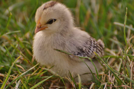 Close-up of a baby chick standing on grass, captured in 4K Ultra HD quality for a vibrant PC desktop wallpaper background.