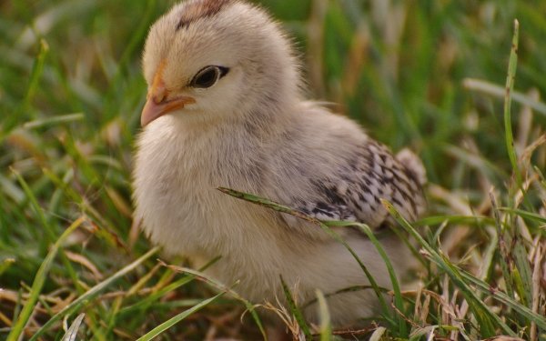 Animal Chicken Birds Galliformes Chick Baby Animal HD Wallpaper | Background Image