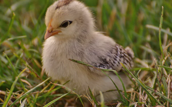 baby animal chick Animal chicken HD Desktop Wallpaper | Background Image