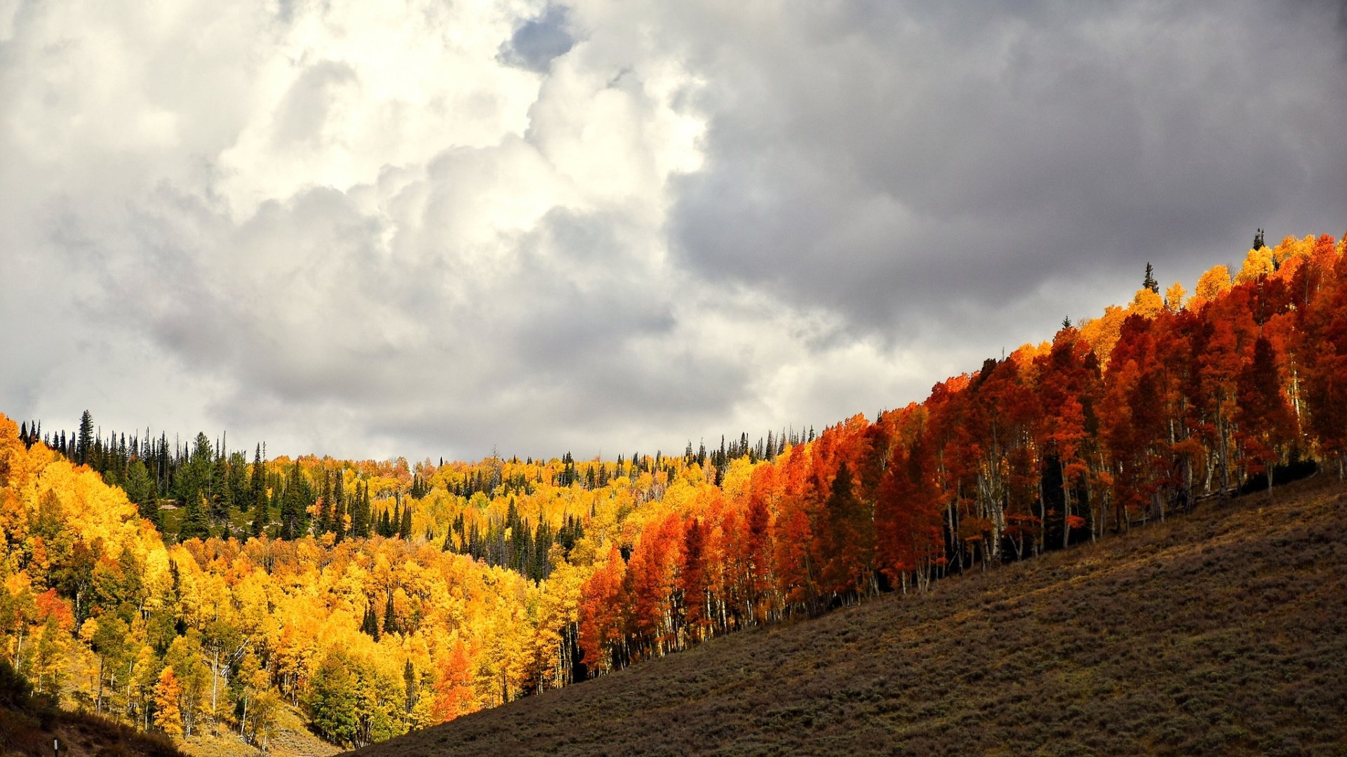 Download Landscape Cloud Tree Forest Nature Fall HD Wallpaper ...