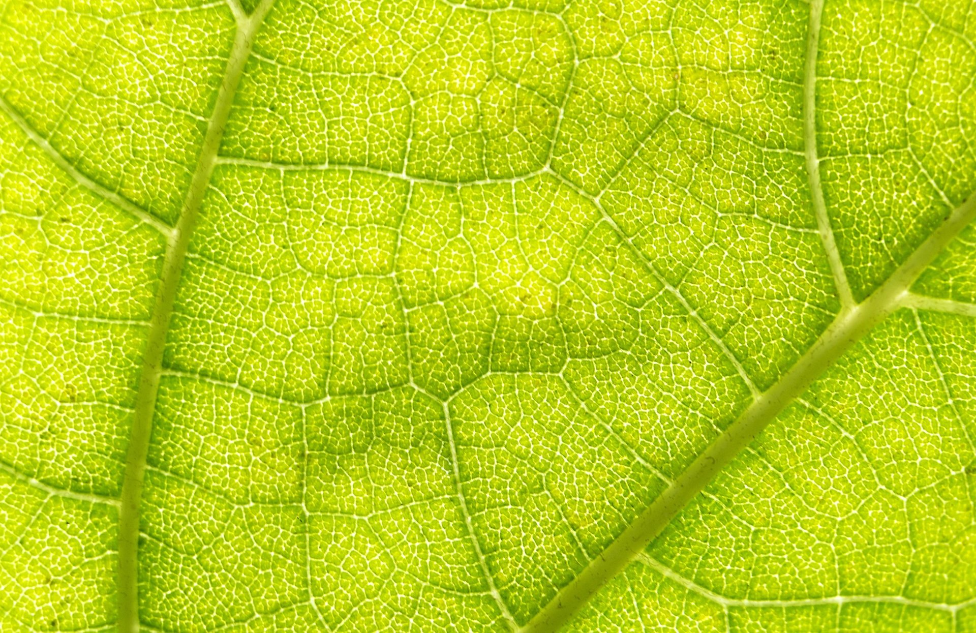 Download Green Macro Nature Leaf 4k Ultra HD Wallpaper