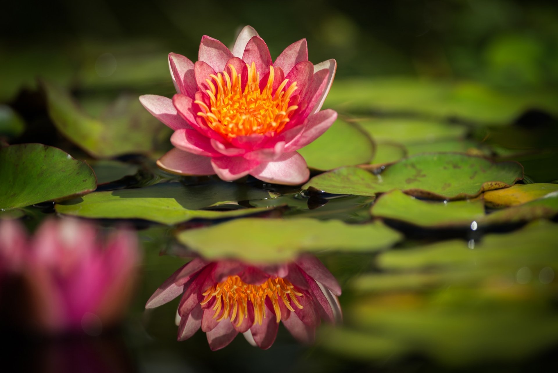 Download Water Reflection Pink Flower Flower Nature Lotus Hd Wallpaper 2603