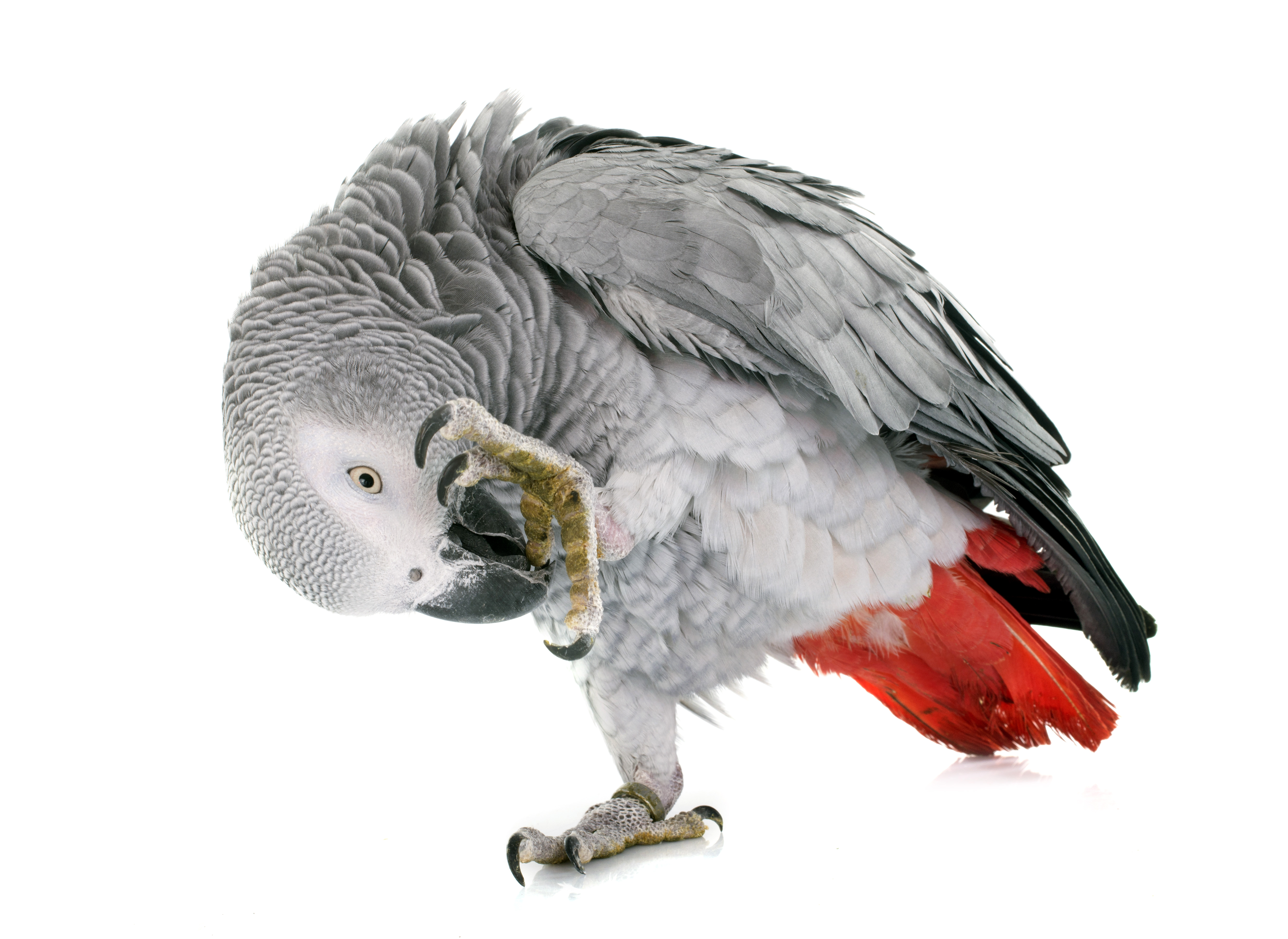 Animal African grey parrot HD Wallpaper | Background Image