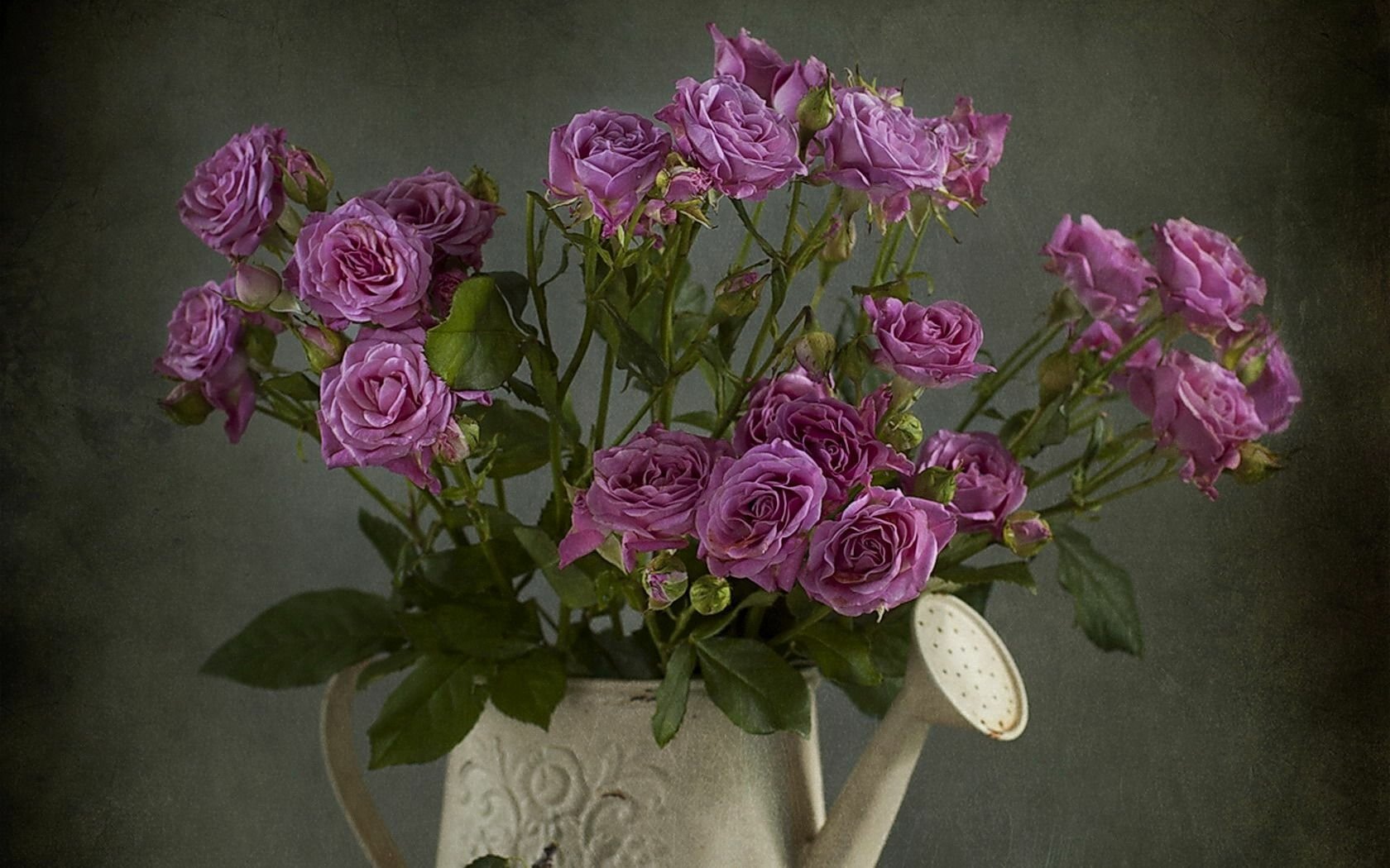 Download Purple Flower Watering Can Rose Flower Photography Still Life Wallpaper