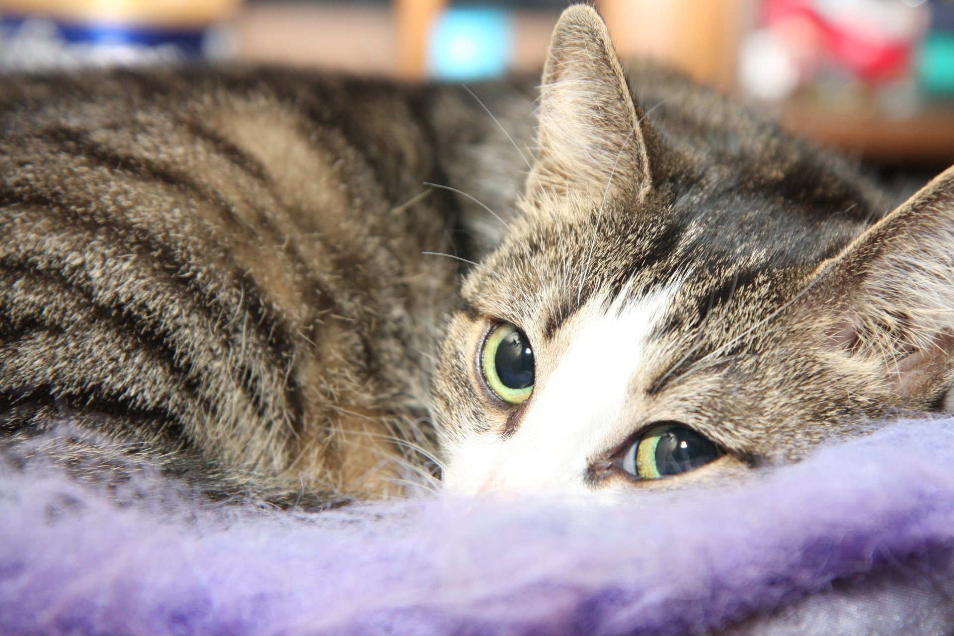 Download Animal Cat 4k Ultra HD Wallpaper by spocins