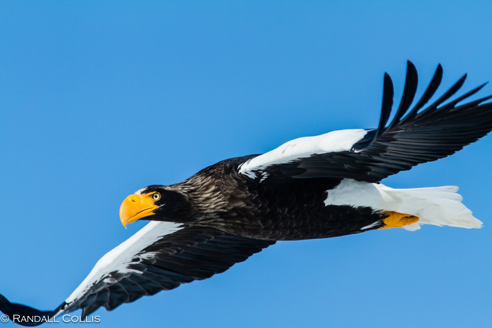 Download Flying Eagle Bird Animal Steller's Sea Eagle 4k Ultra HD Wallpaper by Randall Colis