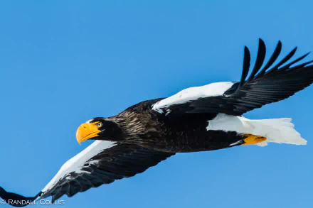  Steller's Sea Eagle in Flight by Randall Colis