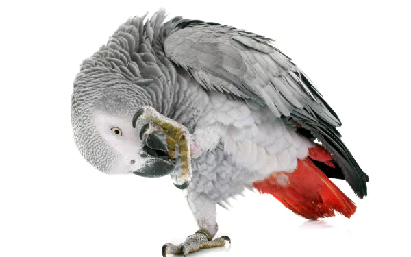 bird parrot Animal African Grey Parrot HD Desktop Wallpaper | Background Image