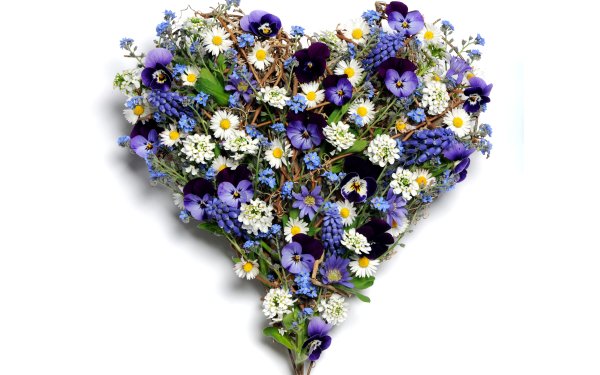 Man Made Flower Pansy Chamomile White Flower Purple Flower Heart-Shaped HD Wallpaper | Background Image