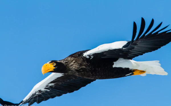  Steller's Sea Eagle in Flight by Randall Colis