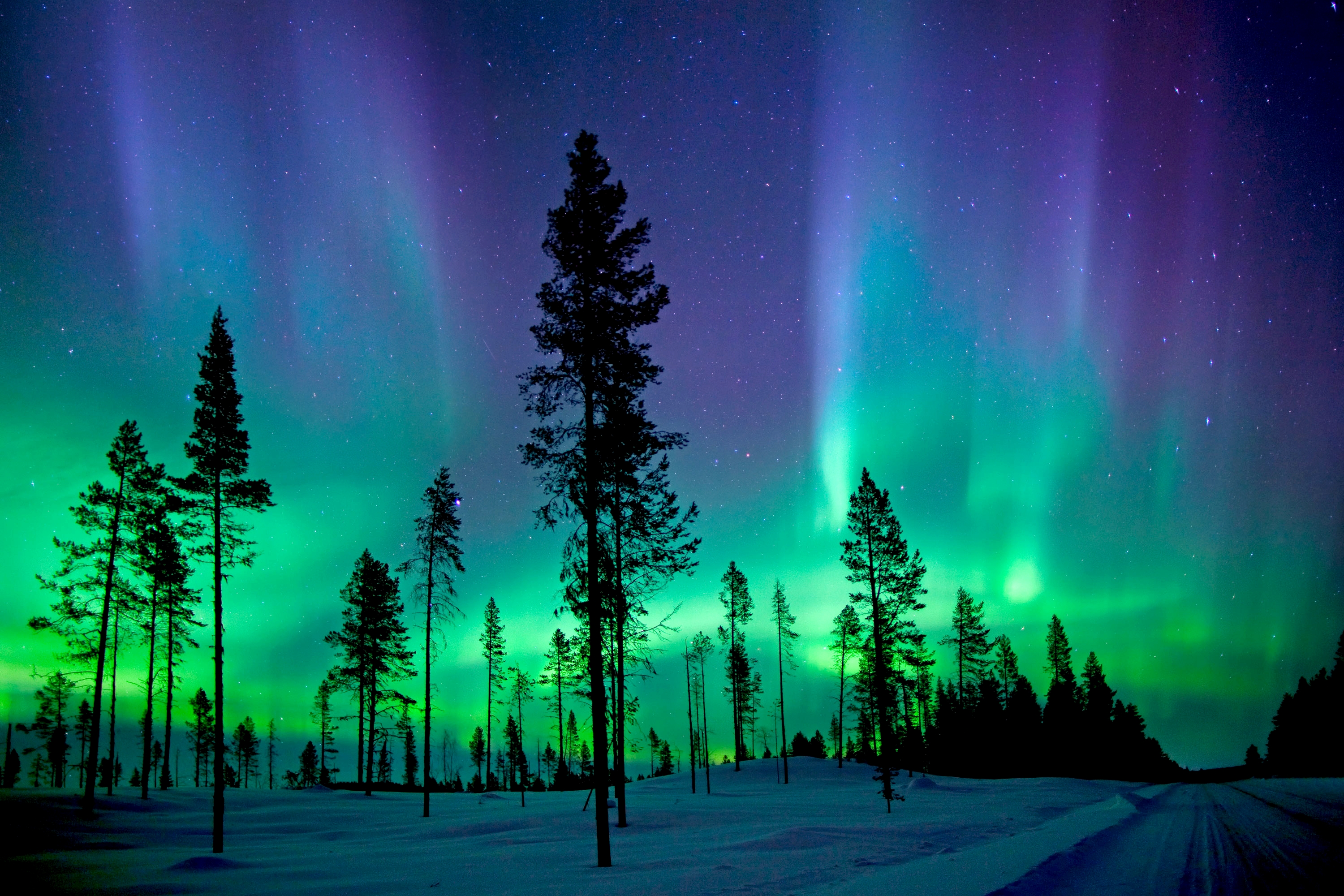 Aurora Borealis over Winter Forest HD Wallpaper ...