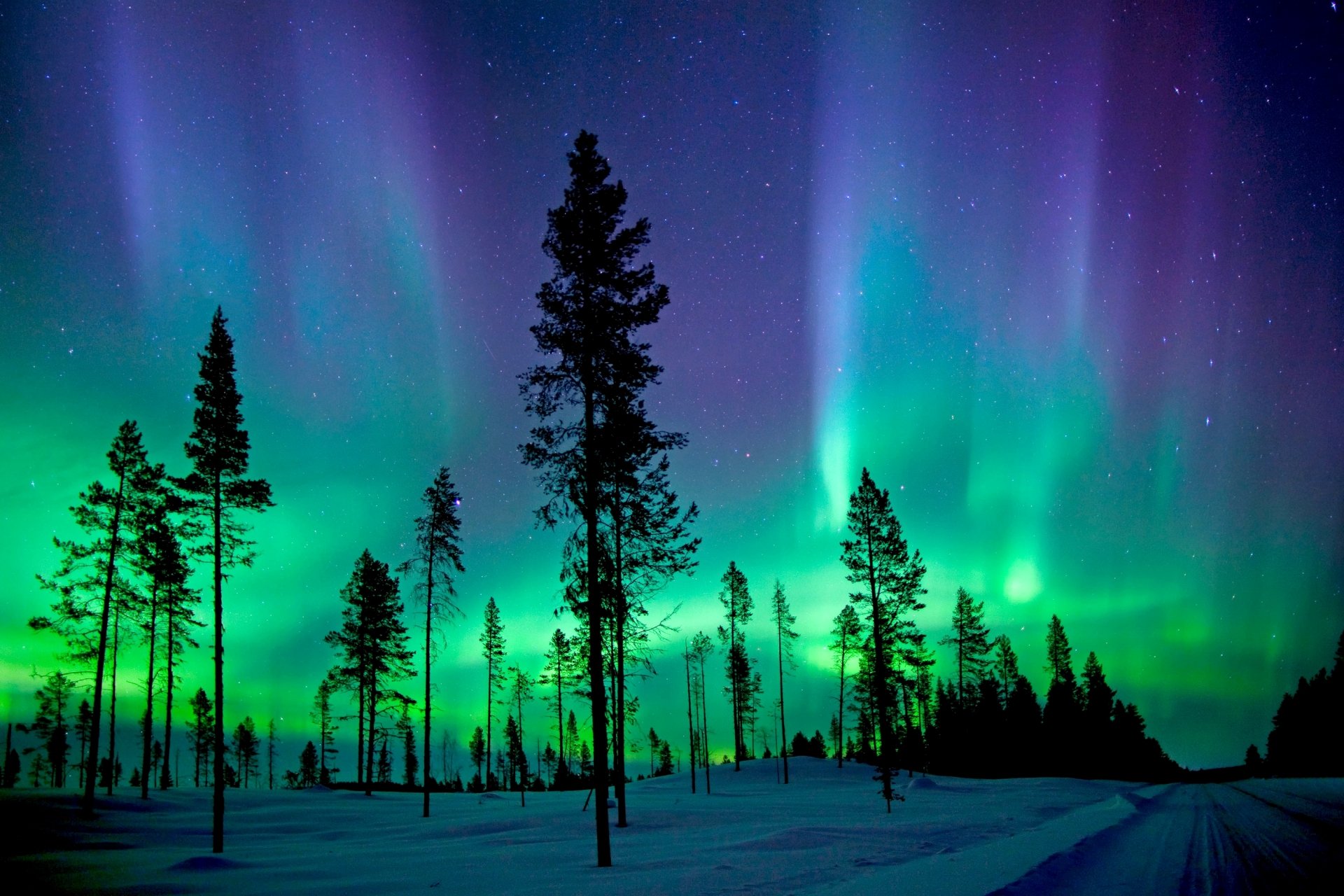 HD desktop wallpaper of a snowy forest with tall trees under a vivid winter sky illuminated by green and purple aurora borealis.