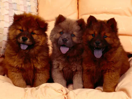 Three fluffy chow chow puppies sit side by side on a soft surface, captured in a high-definition PC desktop wallpaper background.