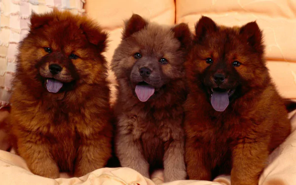 Three fluffy chow chow puppies sit side by side on a soft surface, captured in a high-definition PC desktop wallpaper background.