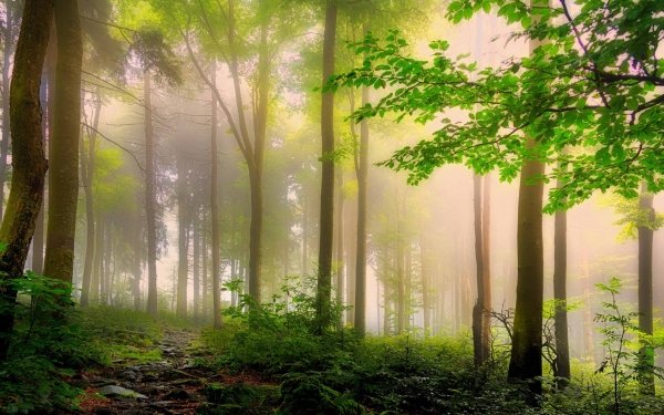 Earth Fog Nature Tree Forest HD Wallpaper | Background Image