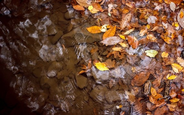 Nature Fall Water Leaf HD Wallpaper | Background Image