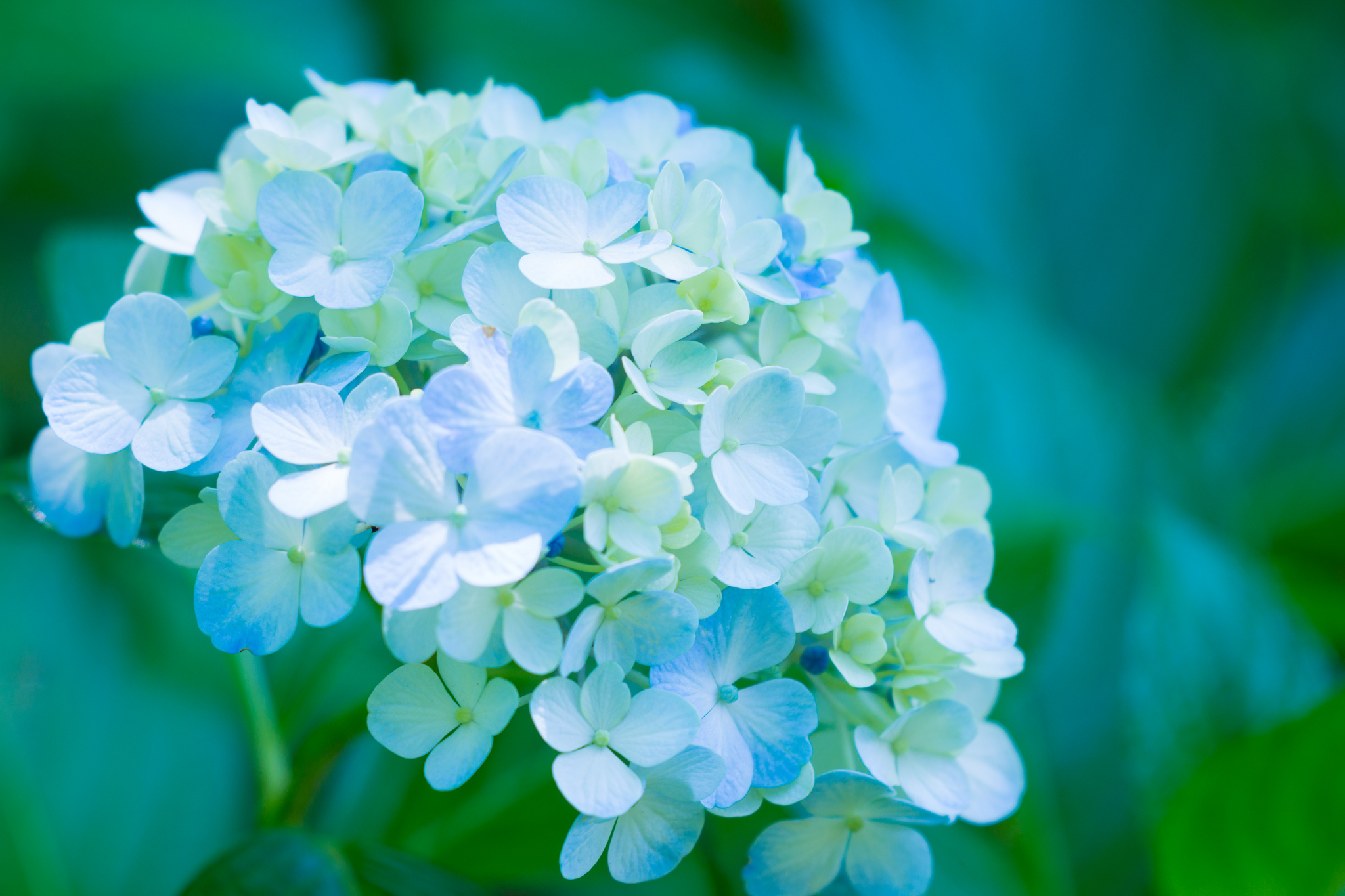 Cập nhật 109 hình nền hoa cẩm tú cầu đẹp siêu hot  POPPY