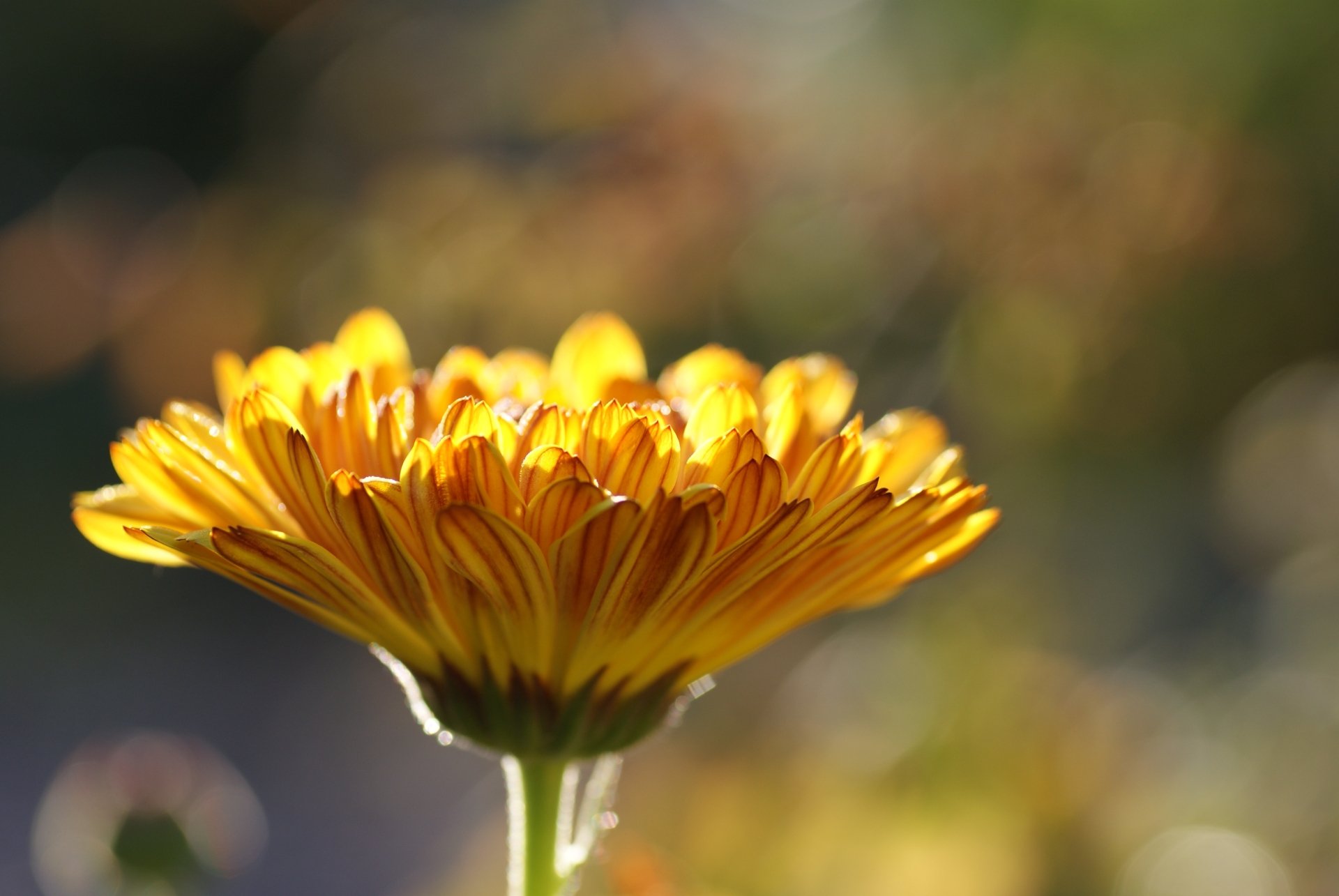Close-up of a vibrant yellow flower with a soft bokeh background, captured in stunning 4K Ultra HD for a vivid nature-inspired PC desktop wallpaper.