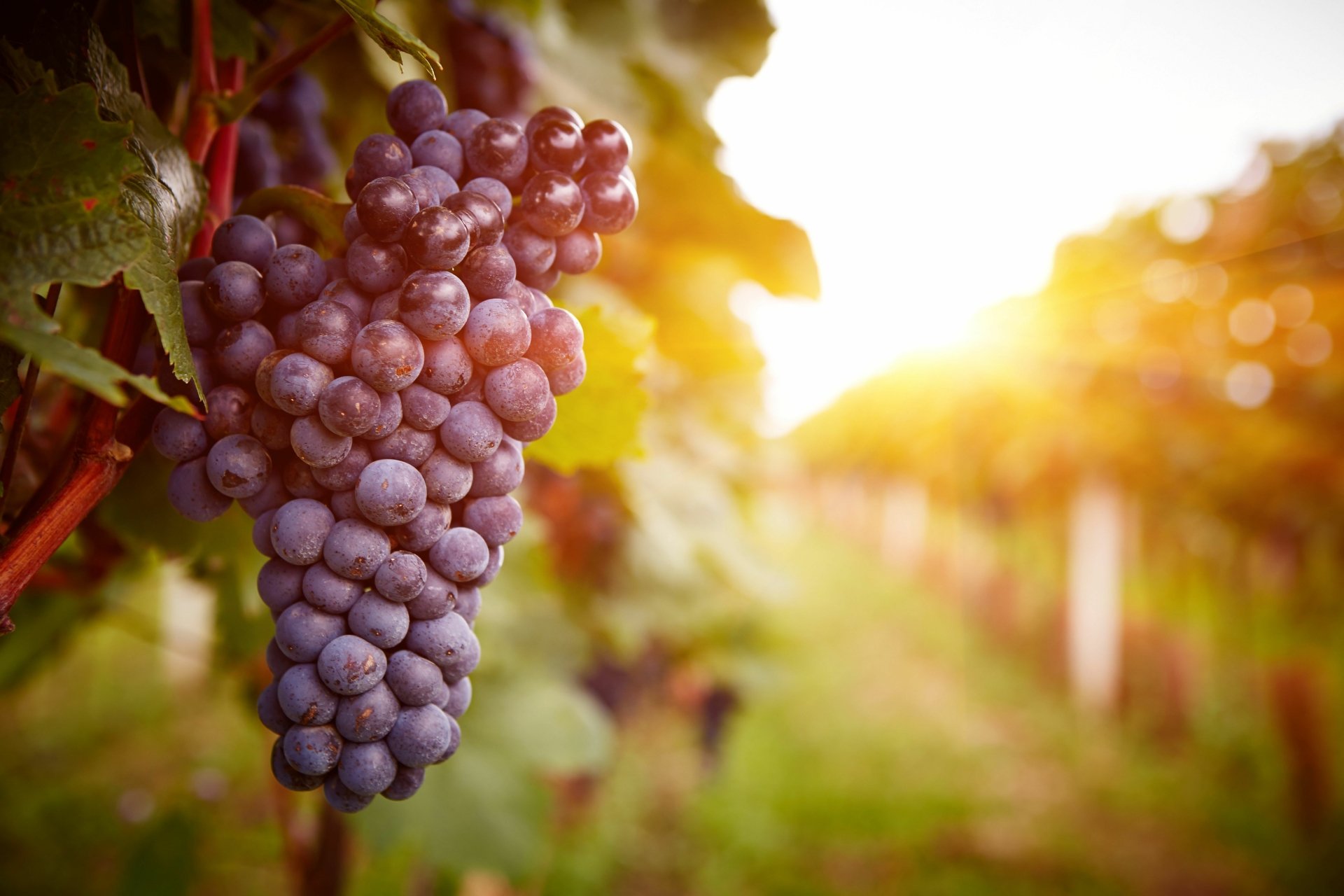 Sunny Vineyard Grapes - 4K Ultra HD Wallpaper