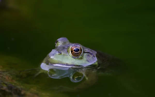 water amphibian Animal toad HD Desktop Wallpaper | Background Image