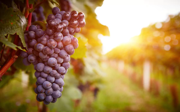 A vibrant HD wallpaper captures a sunlit vineyard with a close-up of ripe purple grapes in the foreground, using depth of field to create a blurred, tranquil background.