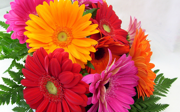 Earth Gerbera Flowers Flower Colors Colorful HD Wallpaper | Background Image